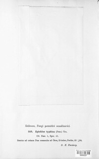 Epichloe typhina image